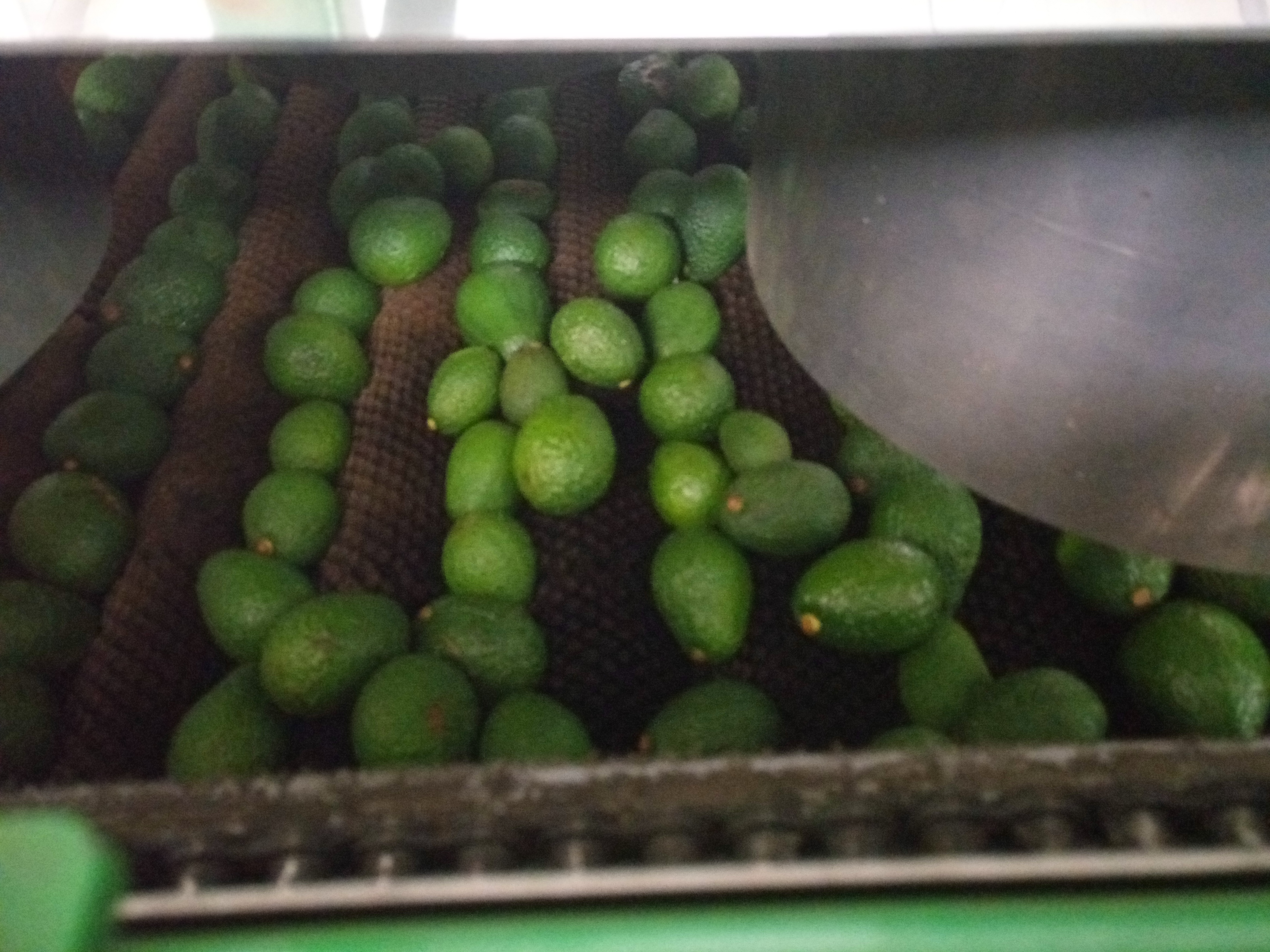 Fruta fresca Dorado División